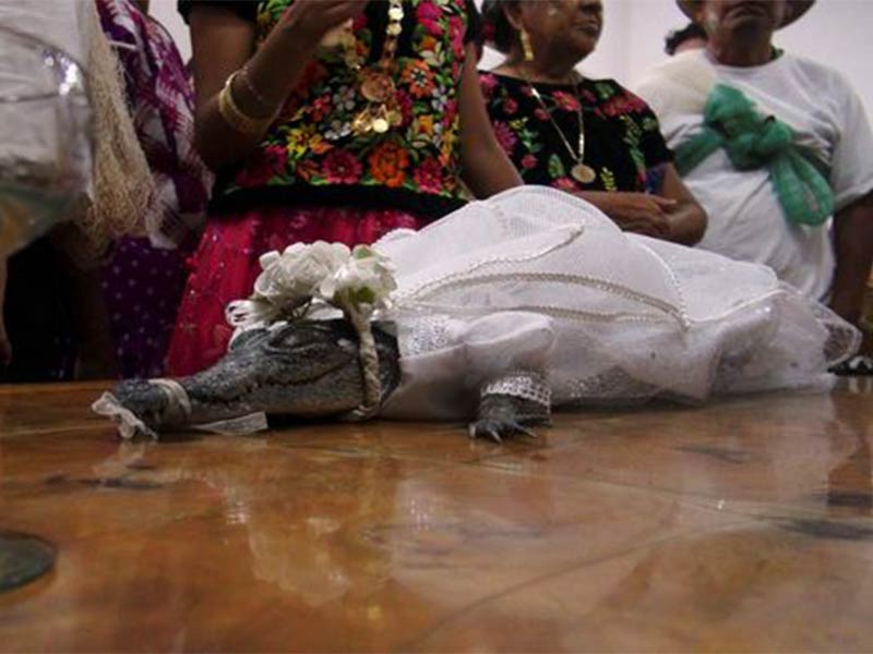 اضغط لمشاهدة الفيديو: عمدة مدينة مكسيكية يتزوج تمساحًا ويقيم له حفل زفاف!